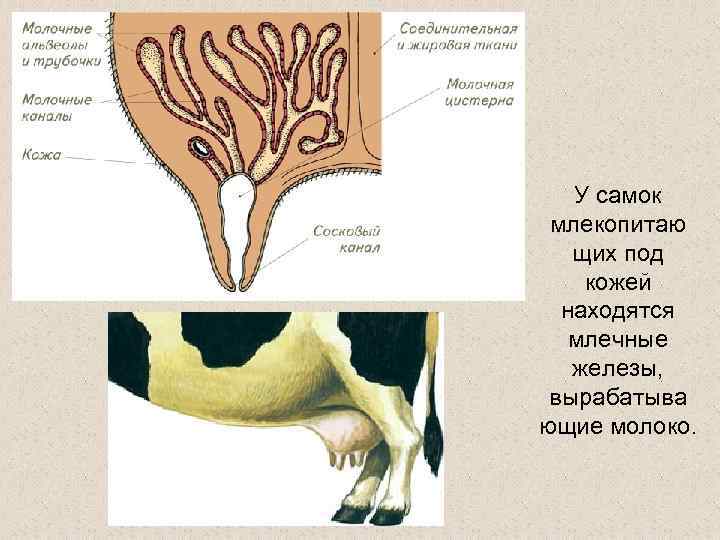 Млечные железы