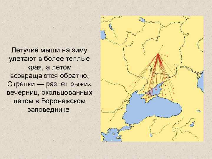 Летучие мыши на зиму улетают в более теплые края, а летом возвращаются обратно. Стрелки