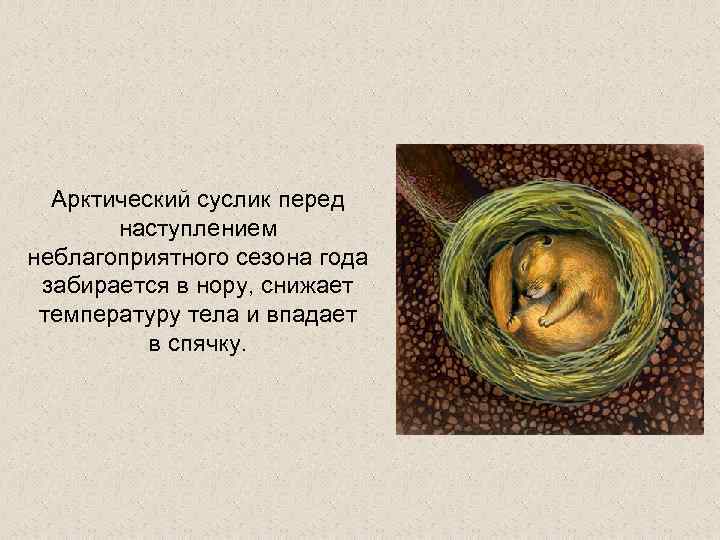 Арктический суслик перед наступлением неблагоприятного сезона года забирается в нору, снижает температуру тела и