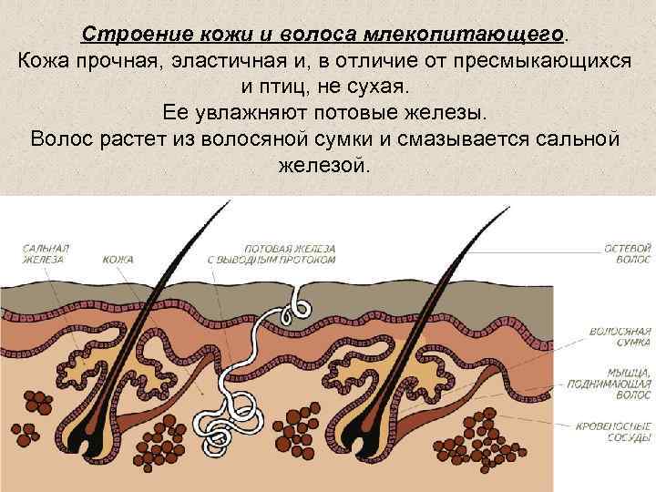 Покровы рептилий строение