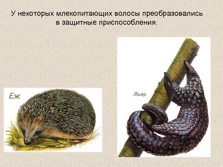 У некоторых млекопитающих волосы преобразовались в защитные приспособления. 