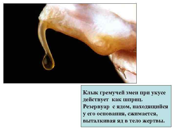 Клык гремучей змеи при укусе действует как шприц. Резервуар с ядом, находящийся у его