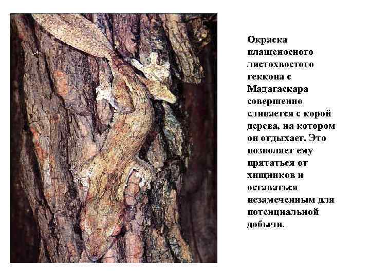 Окраска плащеносного листохвостого геккона с Мадагаскара совершенно сливается с корой дерева, на котором он