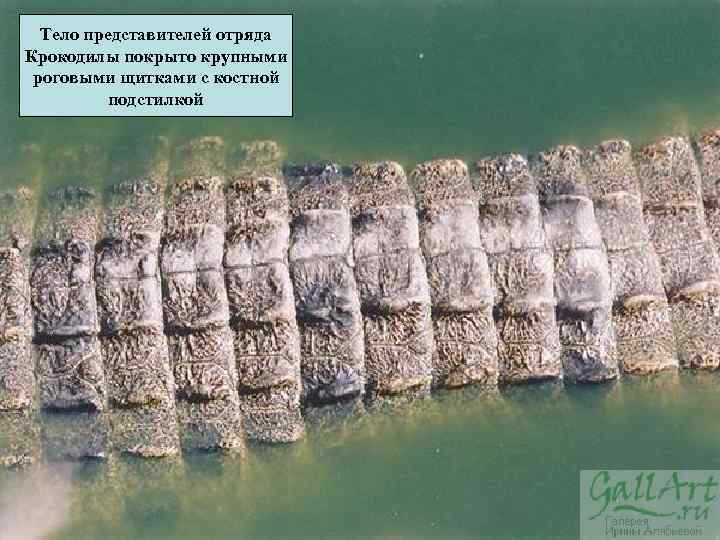 Тело представителей отряда Крокодилы покрыто крупными роговыми щитками с костной подстилкой 
