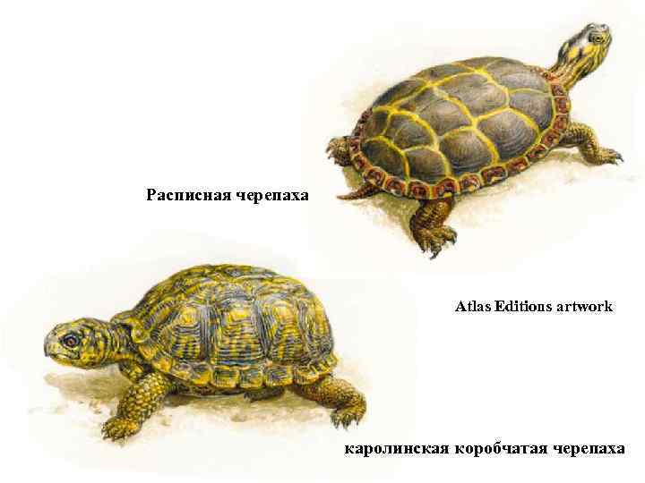 Расписная черепаха Atlas Editions artwork каролинская коробчатая черепаха 