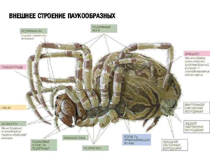 ВНЕШНЕЕ СТРОЕНИЕ ПАУКООБРАЗНЫХ 