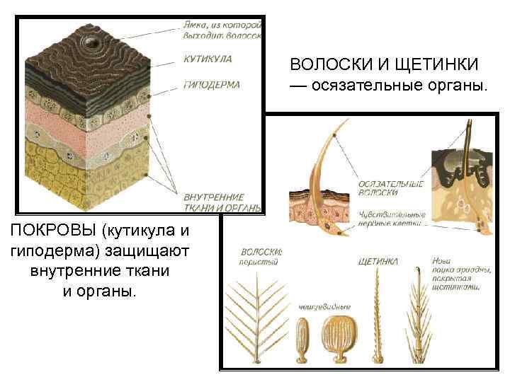  ВОЛОСКИ И ЩЕТИНКИ — осязательные органы. ПОКРОВЫ (кутикула и гиподерма) защищают внутренние ткани