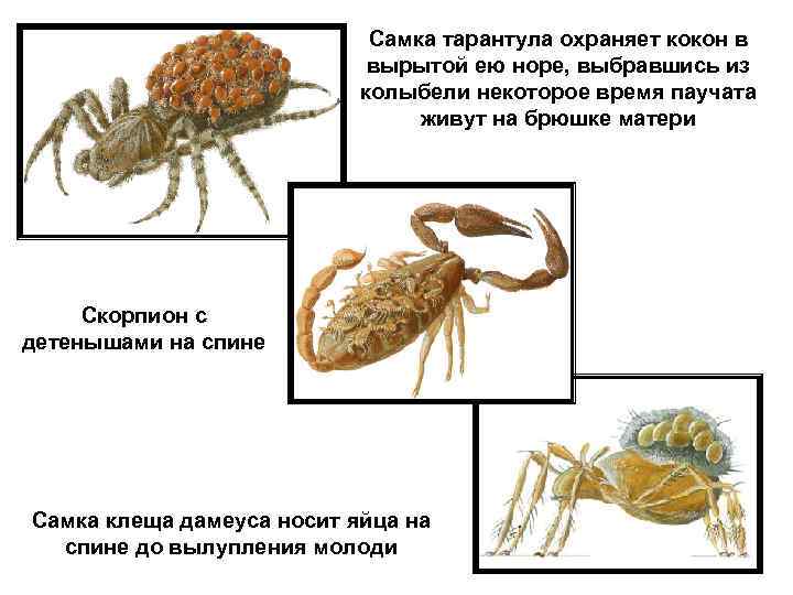  Самка тарантула охраняет кокон в вырытой ею норе, выбравшись из колыбели некоторое время