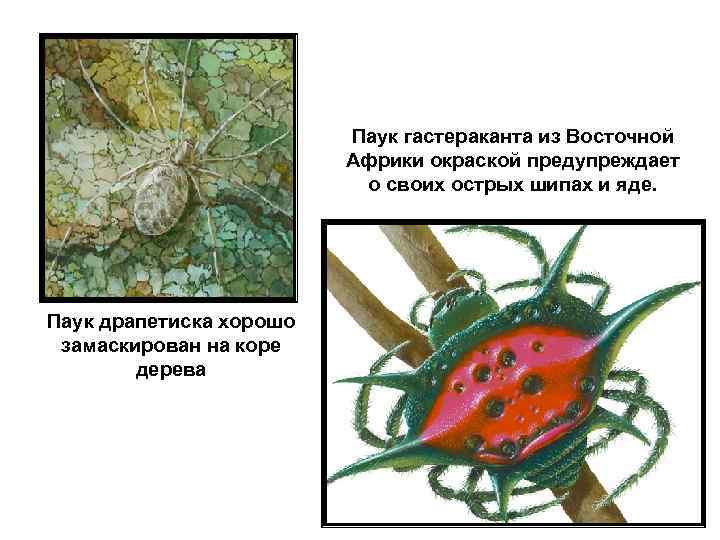  Паук гастераканта из Восточной Африки окраской предупреждает о своих острых шипах и яде.