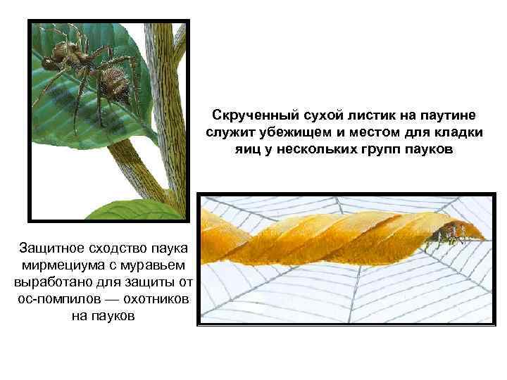  Скрученный сухой листик на паутине служит убежищем и местом для кладки яиц у