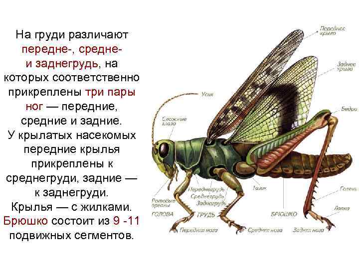  На груди различают передне-, средне- и заднегрудь, на которых соответственно прикреплены три пары