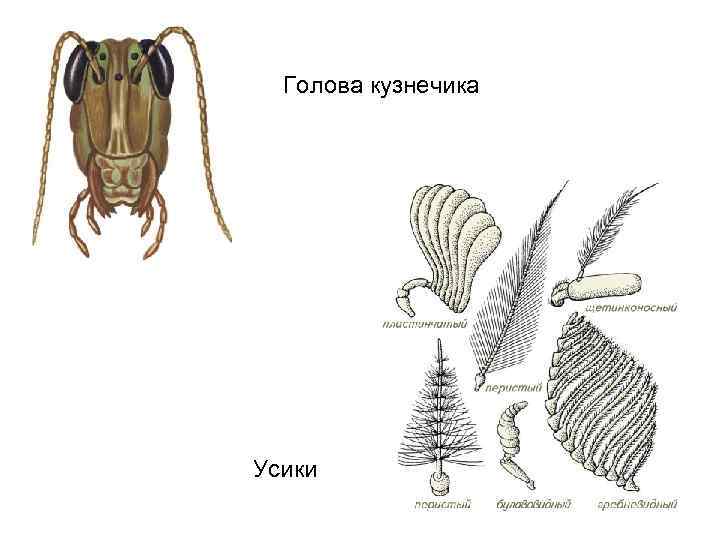 На рисунках изображены циклы развития бабочки и кузнечика