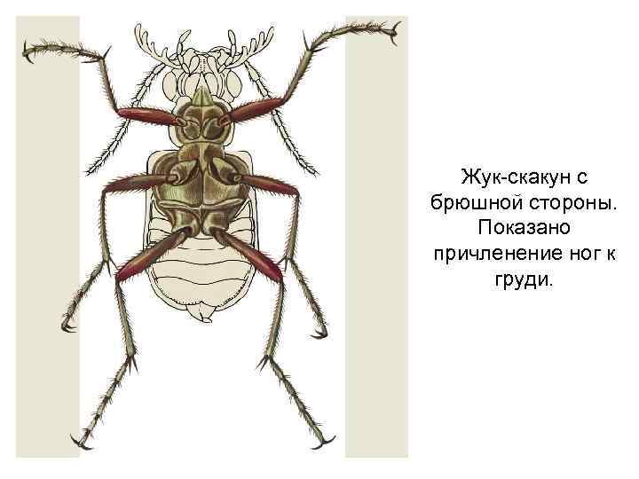 Сколько лапок у 6 жуков. Строение конечностей насекомых. Три пары конечностей у насекомых. Ходильные ноги насекомых. Конечности у насекомых расположены на.