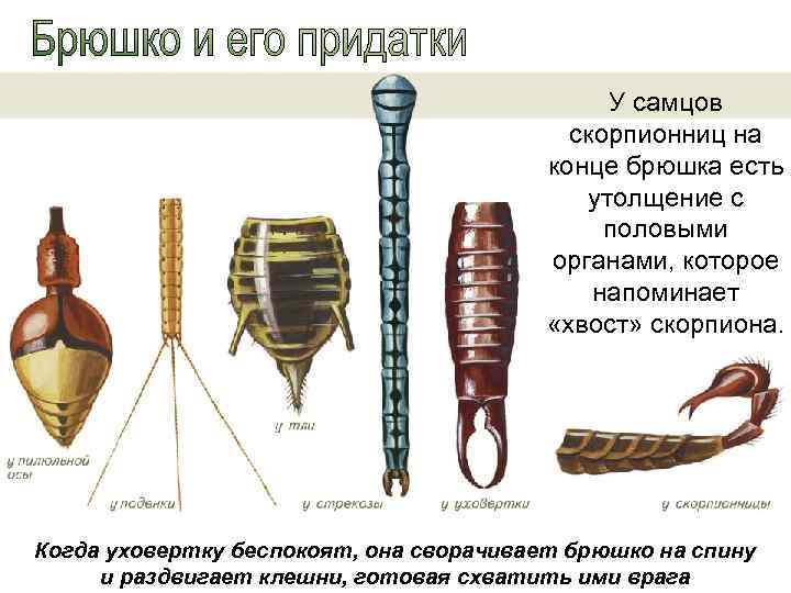  У самцов скорпионниц на конце брюшка есть утолщение с половыми органами, которое напоминает