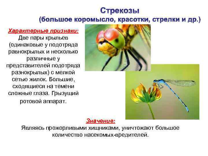  Стрекозы (большое коромысло, красотки, стрелки и др. ) Характерные признаки: Две пары крыльев