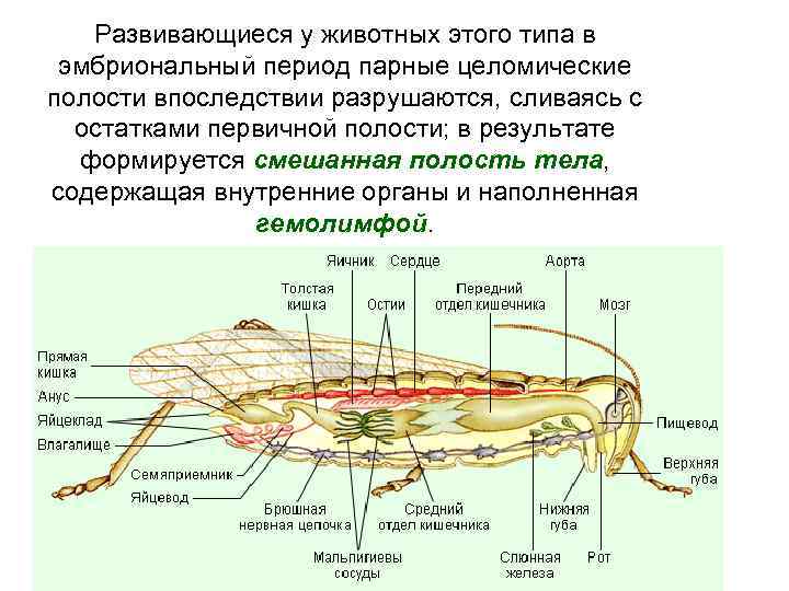  Развивающиеся у животных этого типа в эмбриональный период парные целомические полости впоследствии разрушаются,