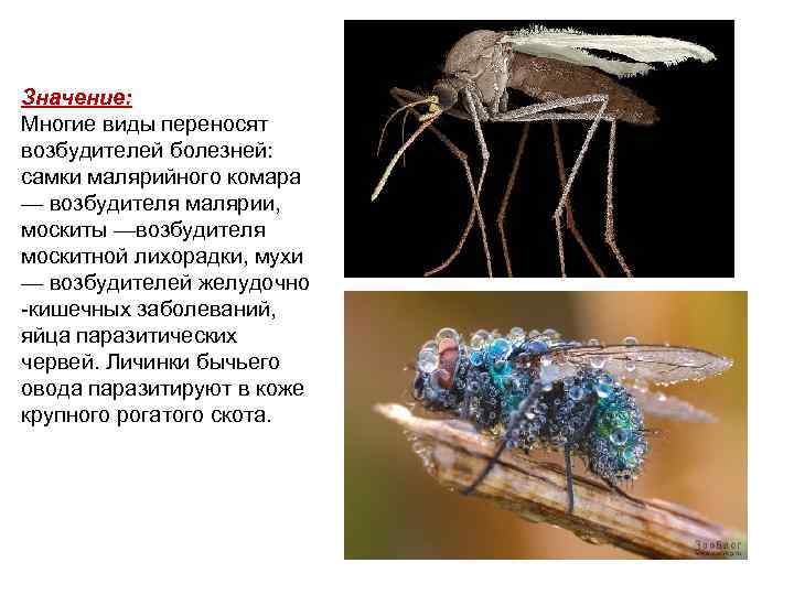 Значение: Многие виды переносят возбудителей болезней: самки малярийного комара — возбудителя малярии, москиты —возбудителя