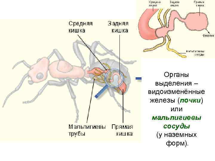 Органы выделения ракообразных. Выделительная система мальпигиевы сосуды. Мальпигиевы сосуды у членистоногих. Мальпигиевы сосуды паука. Органы выделения мальпигиевы сосуды.