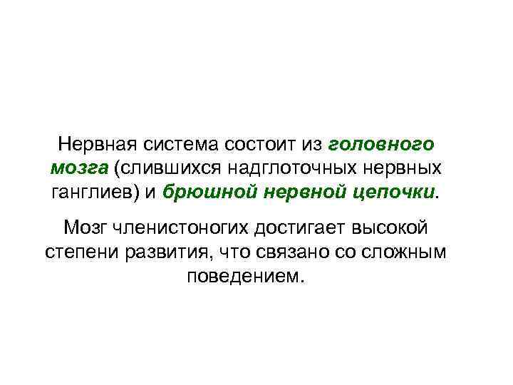  Нервная система состоит из головного мозга (слившихся надглоточных нервных ганглиев) и брюшной нервной