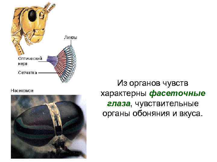  Из органов чувств характерны фасеточные глаза, чувствительные органы обоняния и вкуса. 