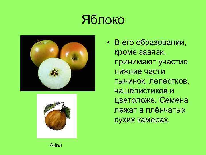 Яблоко • В его образовании, кроме завязи, принимают участие нижние части тычинок, лепестков, чашелистиков