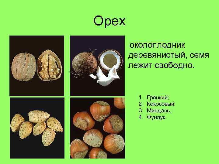 Орех околоплодник деревянистый, семя лежит свободно. 1. 2. 3. 4. Грецкий; Кокосовый; Миндаль; Фундук.