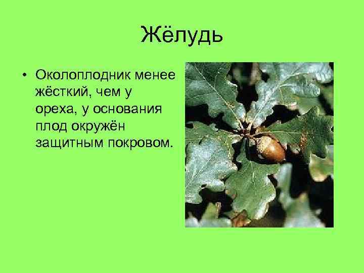 Жёлудь • Околоплодник менее жёсткий, чем у ореха, у основания плод окружён защитным покровом.