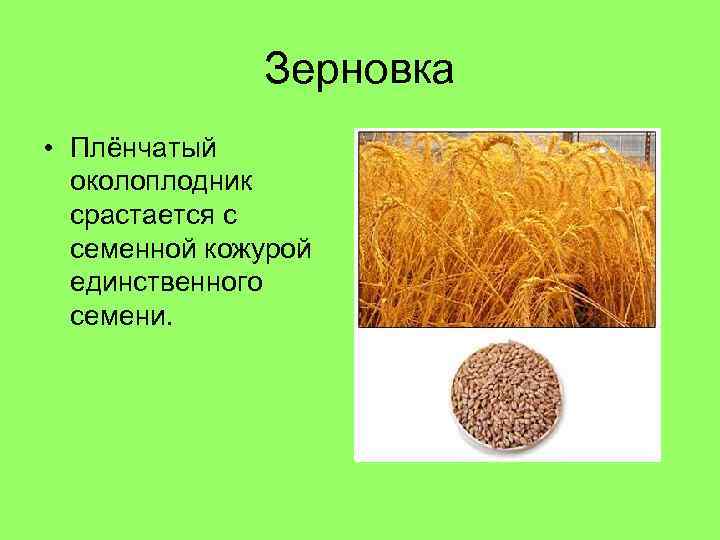 Зерновка • Плёнчатый околоплодник срастается с семенной кожурой единственного семени. 