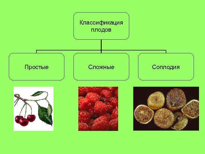 Классификация плодов Простые Сложные Соплодия 