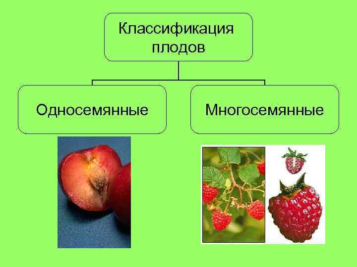 Классификация плодов Односемянные Многосемянные 
