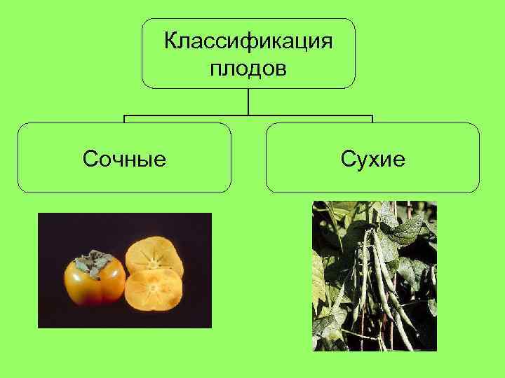Классификация плодов Сочные Сухие 