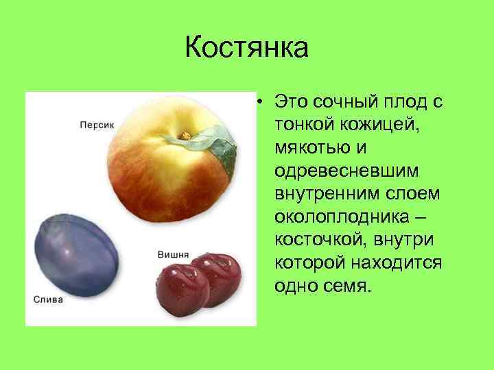 Костянка • Это сочный плод с тонкой кожицей, мякотью и одревесневшим внутренним слоем околоплодника