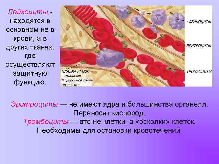 Лейкоциты находятся в основном не в крови, а в других тканях, где осуществляют защитную