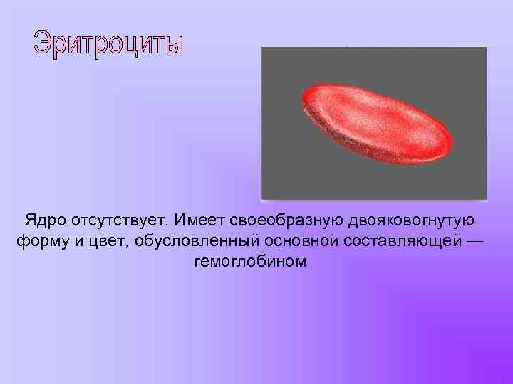 Наличие ядра человека. Форма ядра эритроцита лягушки. Эритроцит лягушки форма и форма ядра. Форма эритроцитов лягушки. Ядро эритроцита лягушки.