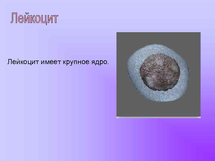 Лейкоцит имеет крупное ядро. 