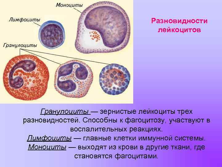 Гранулоциты это