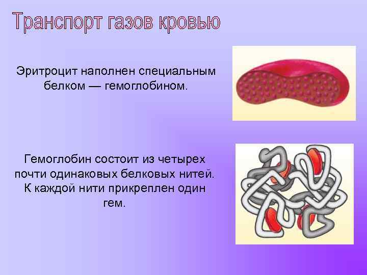 Эритроцит наполнен специальным белком — гемоглобином. Гемоглобин состоит из четырех почти одинаковых белковых нитей.