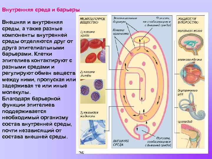 Внутренняя среда и барьеры Внешняя и внутренняя среды, а также разные компоненты внутренней среды