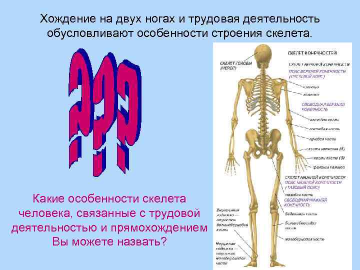 Признаки строения конечностей человека связанные с прямохождением. Особенности строения человека. Характеристика скелета человека. Особенности строения скелета. Особенности скелета человека связанные с трудовой деятельностью.