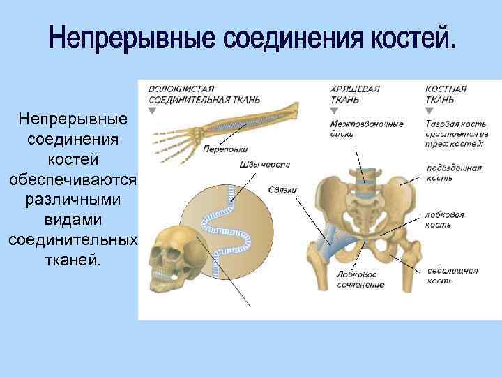 2 кости и их соединения. Непрерывные фиброзные соединения костей рисунок. Классификация непрерывных соединений костей. Типы непрерывного соединения костей таблица. Неподвижный Тип соединения костей.