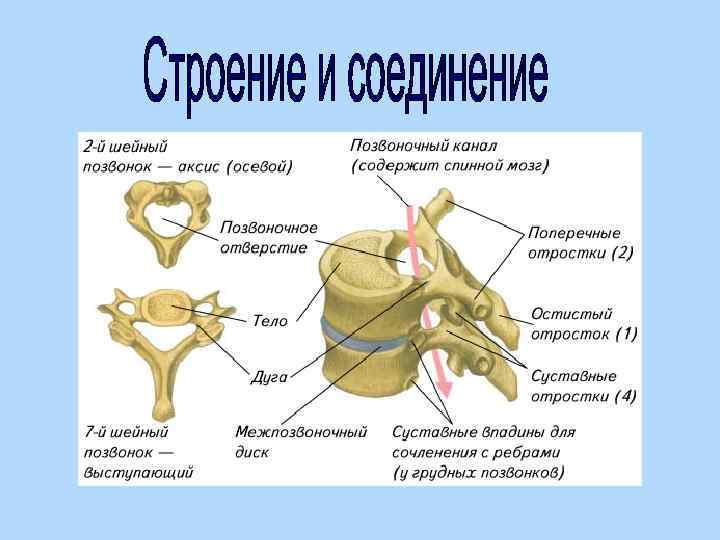 Отростки в шейном отделе