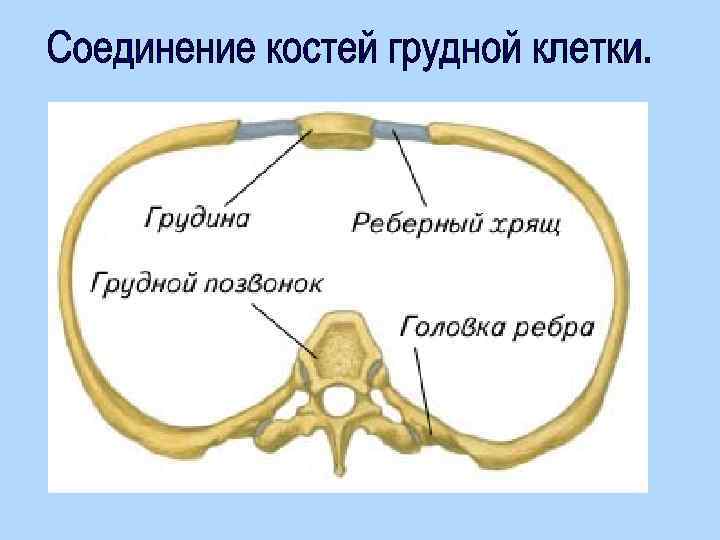 Ребро тип соединения. Кости грудной клетки Тип соединения. Грудная клетка соединение костей грудной клетки. Соединение костей грудины. Соединения костей грудной клетки анатомия.