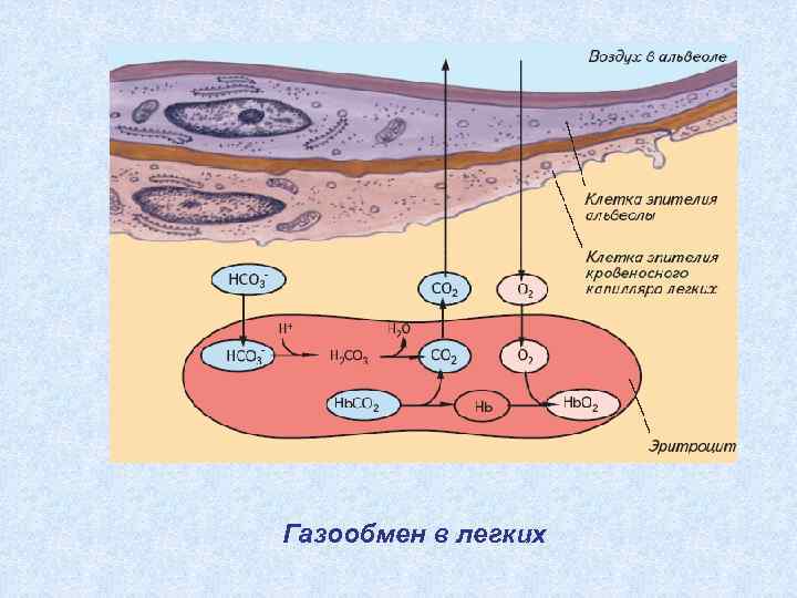 Газообмен в легких 