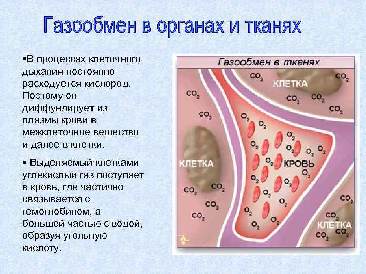 Газообмен в тканях картинка