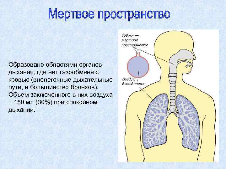 Дыхание протекает в