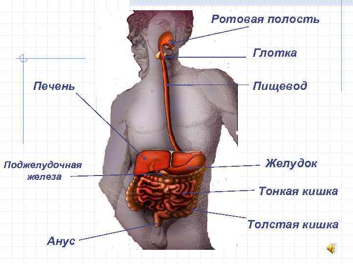 Ротовая полость Глотка Печень Поджелудочная железа Пищевод Желудок Тонкая кишка Толстая кишка Анус 