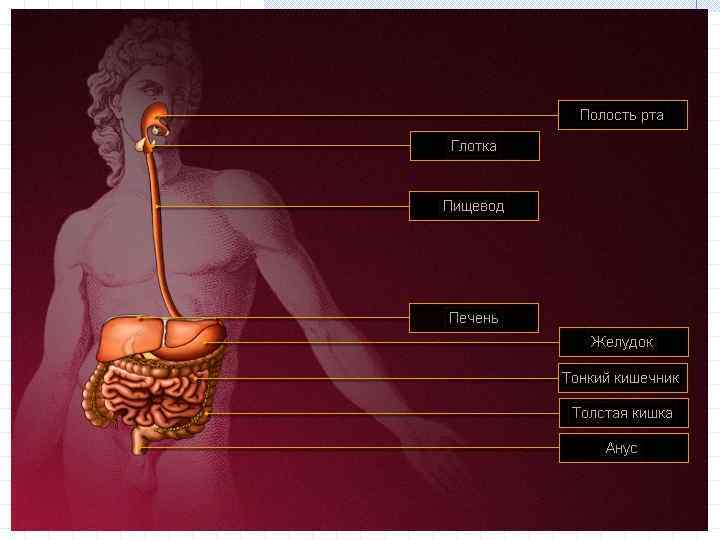Ротовая полость Язык Зубы Слюнные железы 