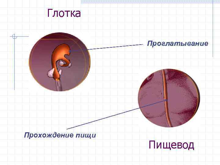 Желудок Переваривание пищи Ферменты + слизь + HCl Ворсинки +всасывание Кишечник 