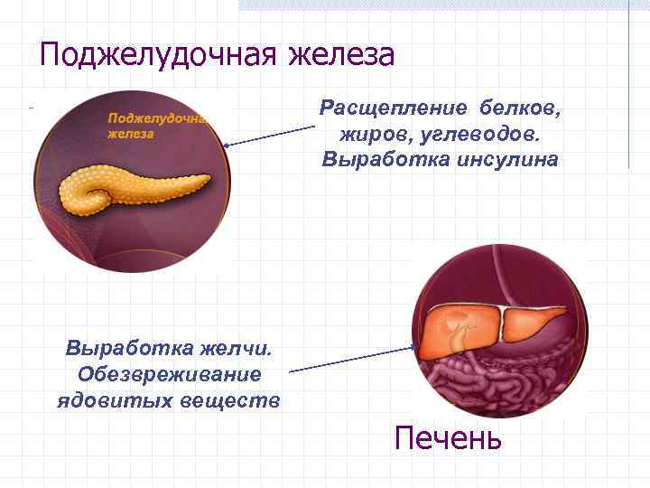 Ротовая полость ? Глотка Печень ? ? Пищевод ? ? Желудок Поджелудочная железа ?