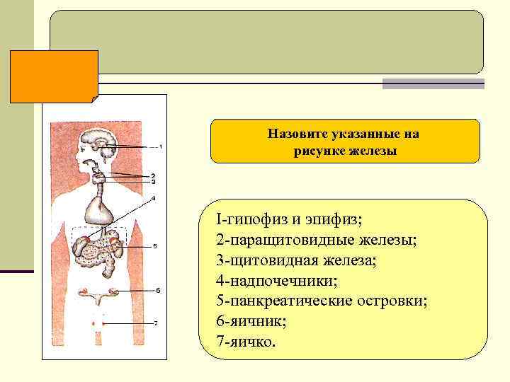 Назовите указанные на рисунке железы I-гипофиз и эпифиз; 2 -паращитовидные железы; 3 -щитовидная железа;